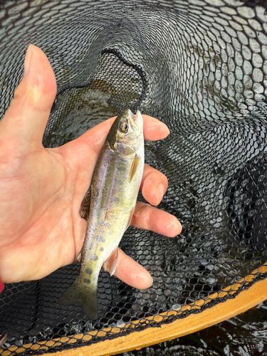 ニジマスの釣果