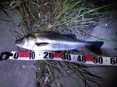 フッコ（マルスズキ）の釣果