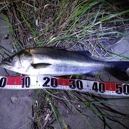 フッコ（マルスズキ）