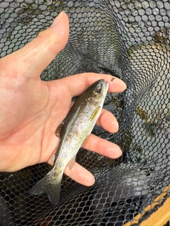 ニジマスの釣果