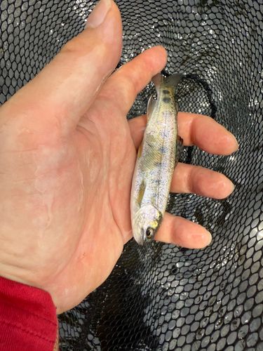 ニジマスの釣果