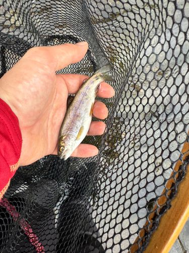 ニジマスの釣果