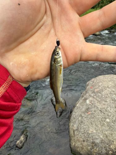 ウグイの釣果
