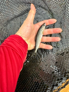 アユの釣果