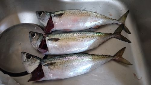 サバの釣果