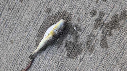 フグの釣果