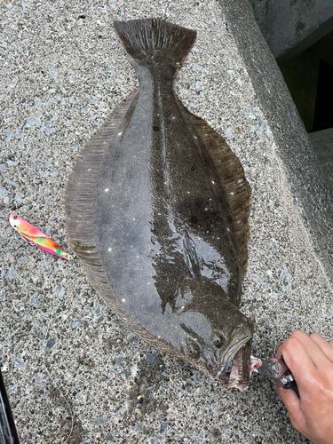 ヒラメの釣果