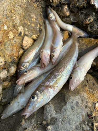 キスの釣果