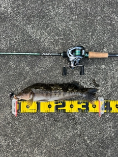 アイナメの釣果