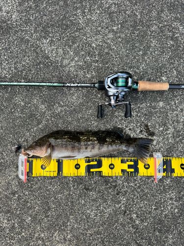 アイナメの釣果