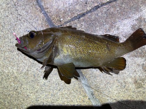 ガヤの釣果