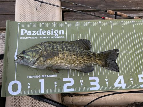 スモールマウスバスの釣果