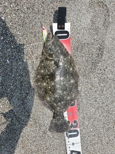 ヒラメの釣果