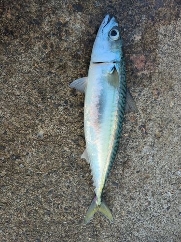 サバの釣果