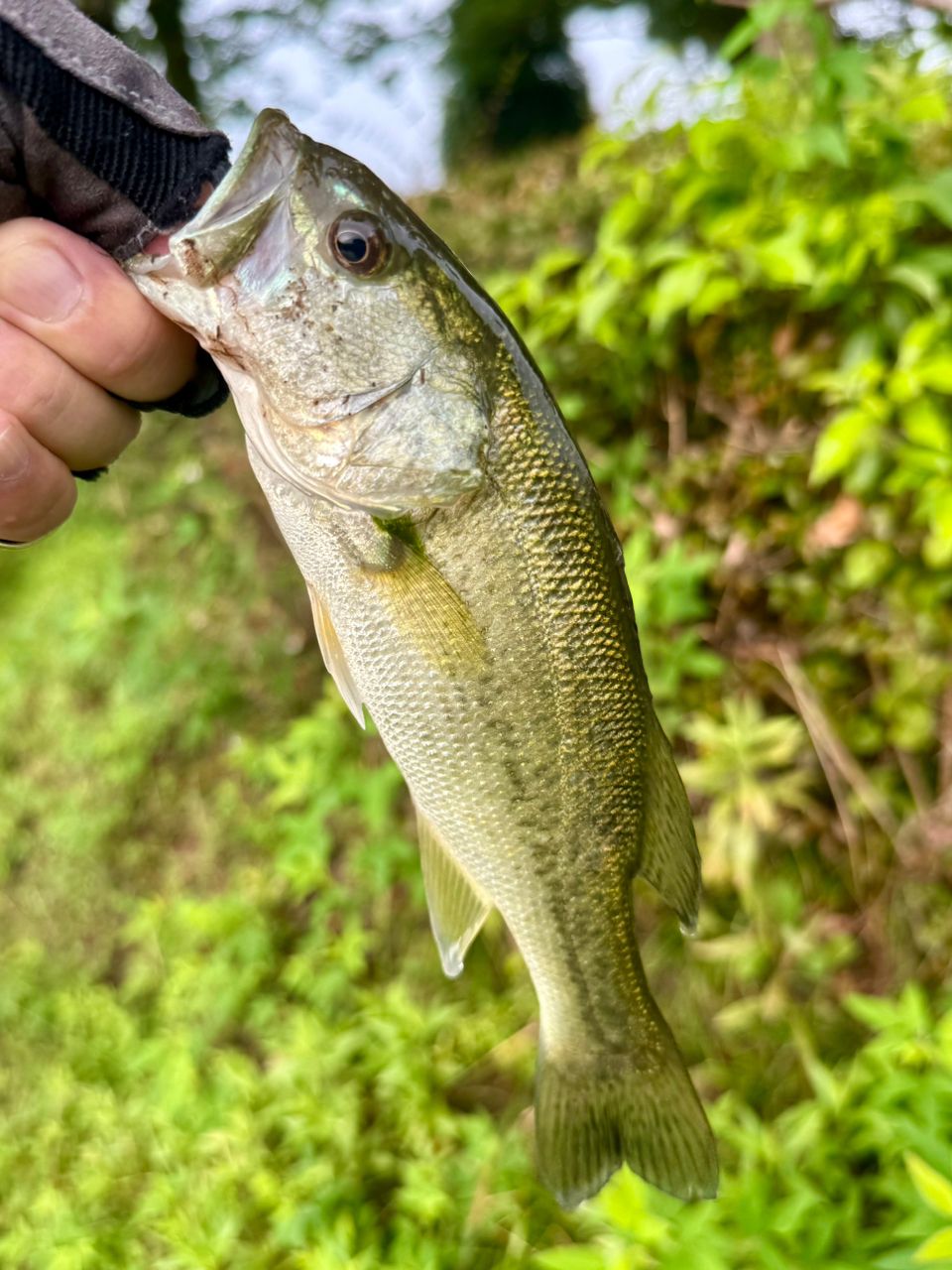 SHIMANO 20ゾディアス 169MH-S/2の最安値・インプレ・釣果 | 本音の