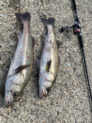 シーバスの釣果