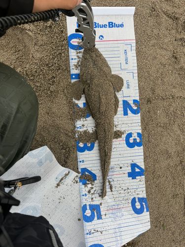 マゴチの釣果