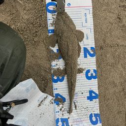 マゴチ