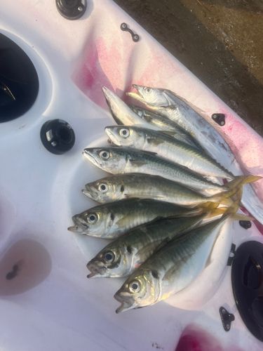 タチウオの釣果