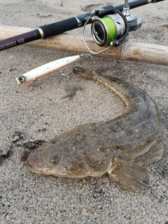マゴチの釣果