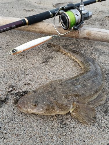 マゴチの釣果