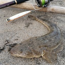 マゴチ