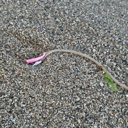 ダイナンウミヘビ