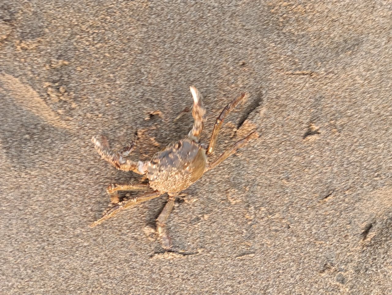 マゴチ
