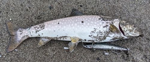 アメマスの釣果