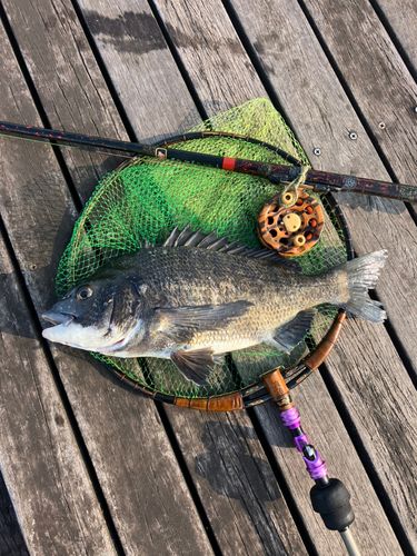 クロダイの釣果