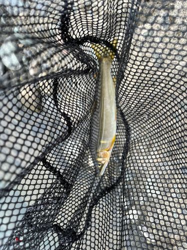 アユの釣果