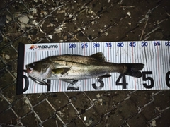 シーバスの釣果