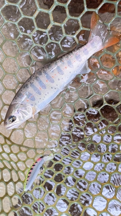 アマゴの釣果