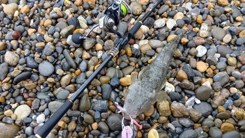 マゴチの釣果
