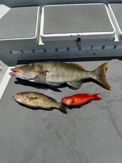 キツネフエフキの釣果