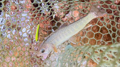 イワナの釣果