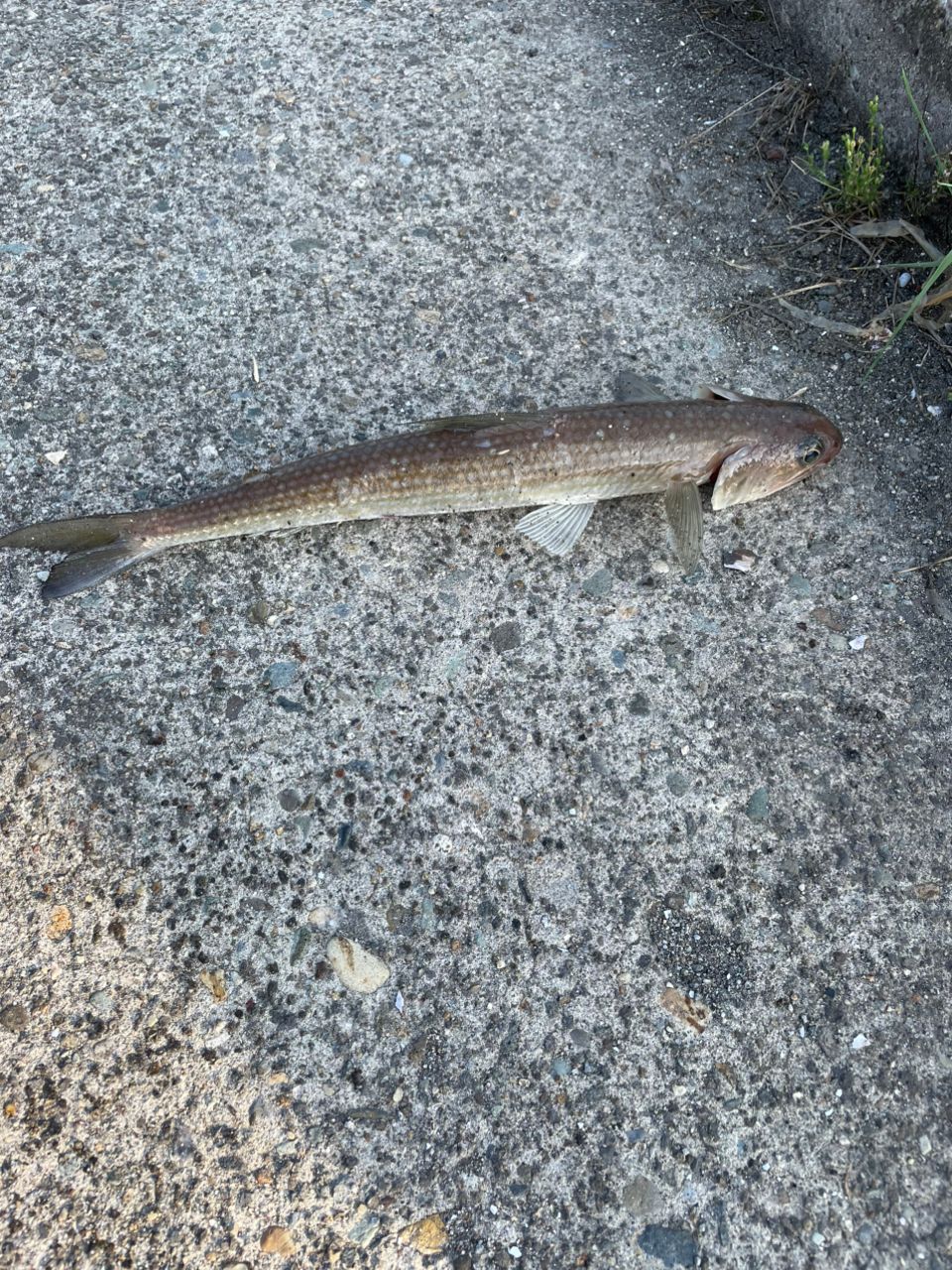 魚に翻弄される釣り人 さんの 2025年07月03日のエソの釣り・釣果情報