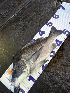 チヌの釣果