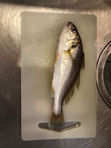 イシモチの釣果