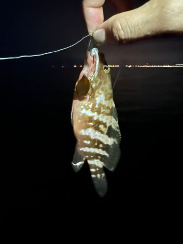 アコウの釣果
