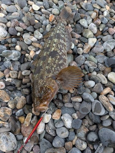 アブラコの釣果