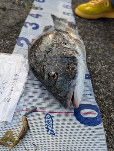 チヌの釣果