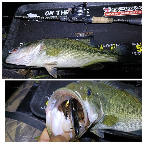 ブラックバスの釣果
