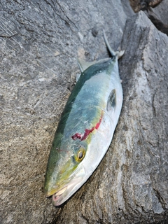 メジロの釣果