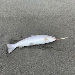アメマス