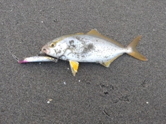 ショゴの釣果