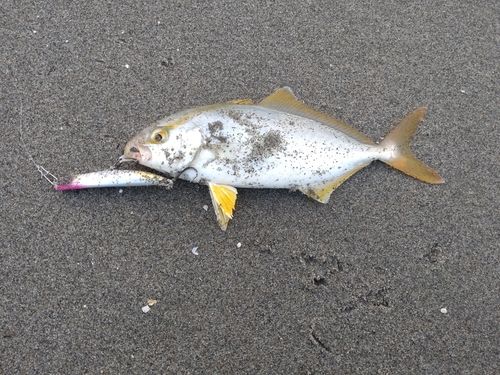 ショゴの釣果