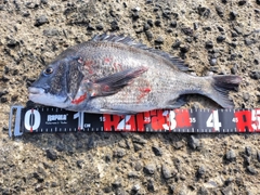 クロダイの釣果