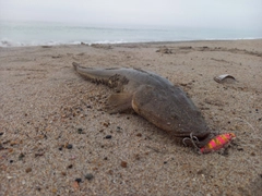 マゴチの釣果