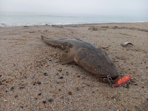 マゴチの釣果